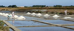 produits locaux le sel, la fleur de sel, le gros sel, salicorne, marais salants a noirmoutier